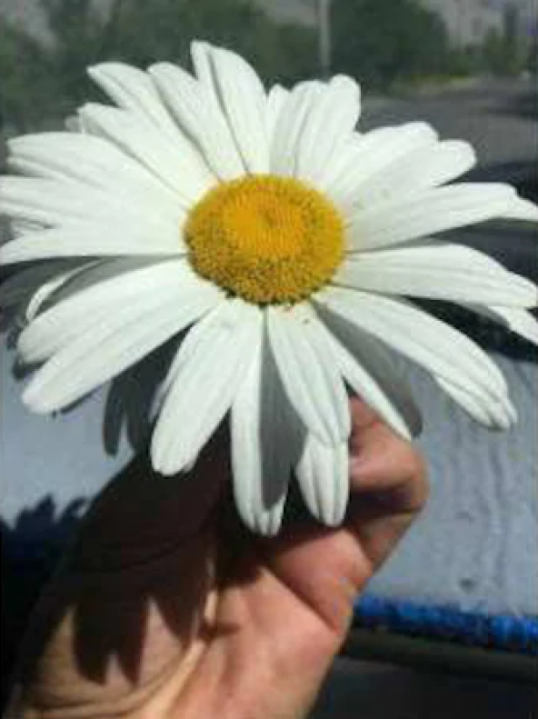 Eko Paket 60 Adet Tohum Nadir Dev Papatya Tohumu Çiçek Tohumu ürün görseli