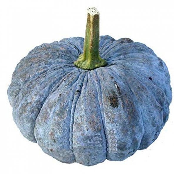 Eko Paket 50 Adet Tohum İthal Thailand Bal Kabağı Tohumu Kabak Tohumu ürün görseli