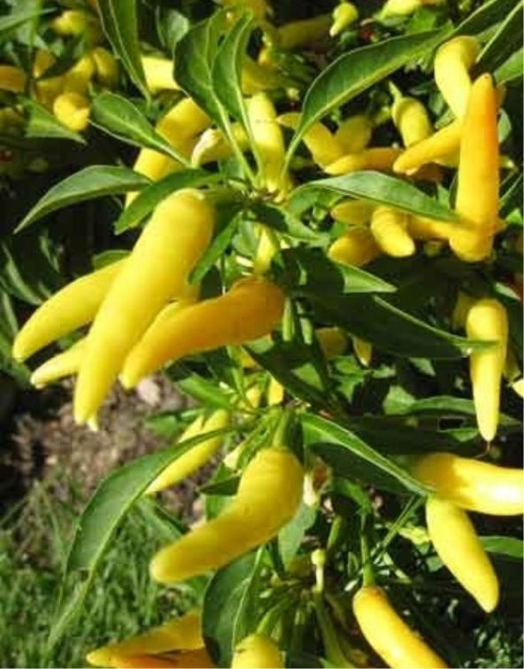 Eko Paket 150 Adet Tohum Acı Sarı Süs Biber Tohumu Süs Biberi Tohumu - 2