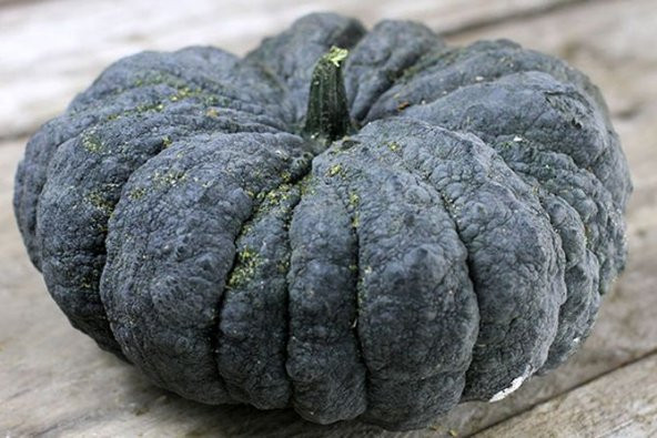 Eko Paket 50 Adet Tohum İthal Thailand Bal Kabağı Tohumu Kabak Tohumu - Resim 2