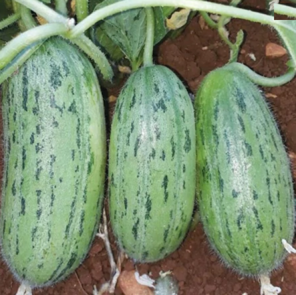 Eko Paket 100 Adet Tohum İthal Badem Yeşil Çin Acur Tohumu Çin Acuru - Resim 3