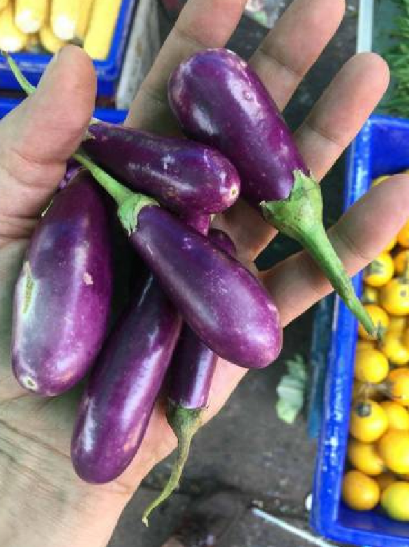 Eko Paket 25 Adet Tohum İthal Thailand Mini Kemer Patlıcan Tohumu