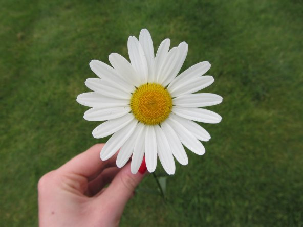 Eko Paket 60 Adet Tohum Nadir Dev Papatya Tohumu Çiçek Tohumu - Resim 2