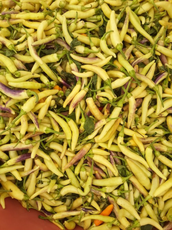 Eko Paket 150 Adet Tohum Acı Sarı Süs Biber Tohumu Süs Biberi Tohumu - 3