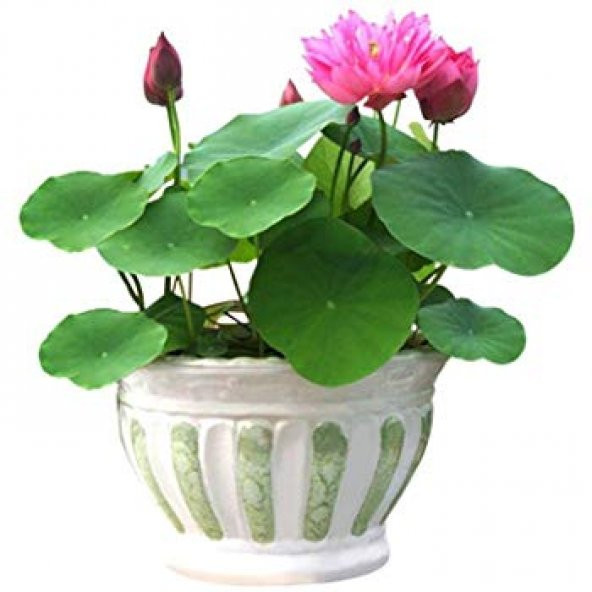 Eko Paket 5 Adet Tohum Nadir İthal Kutsal Lotus Tohumu Nilüfer Çiçeği