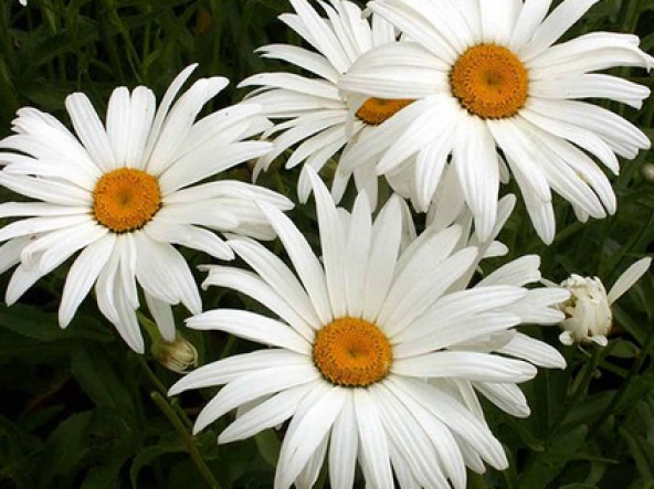 Eko Paket 60 Adet Tohum Nadir Dev Papatya Tohumu Çiçek Tohumu - Resim 4