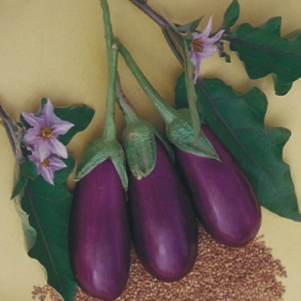 Eko Paket 300 Adet Tohum Antep Kurutmalık Dolmalık Patlıcan Tohumu Antep Patlıcanı - Resim 3