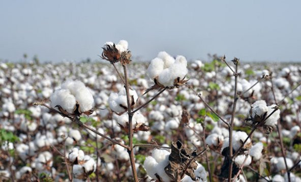 Eko Paket 250 Adet Tohum İthal Pamuk Tohumu - 3