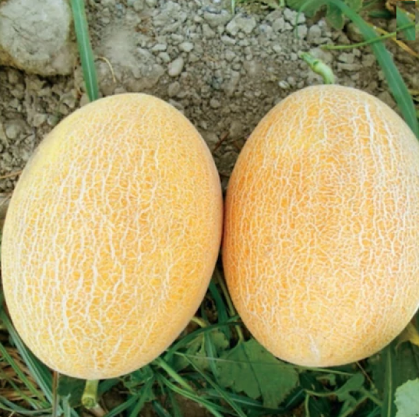 Eko Paket 200 Adet Tohum Ananas Kavun Tohumu Ananas Kavunu Tohumu - 2