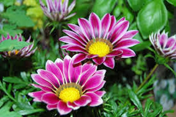 Karışık Gazanya Çiçeği Tohumu 5 Adet Tohum Koyun Gözü Çiçek Tohumu - 2