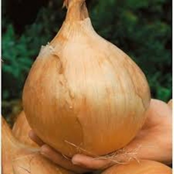 Nadir İthal Dev İngiltere Soğan Tohumu 25 Adet Tohum - 2