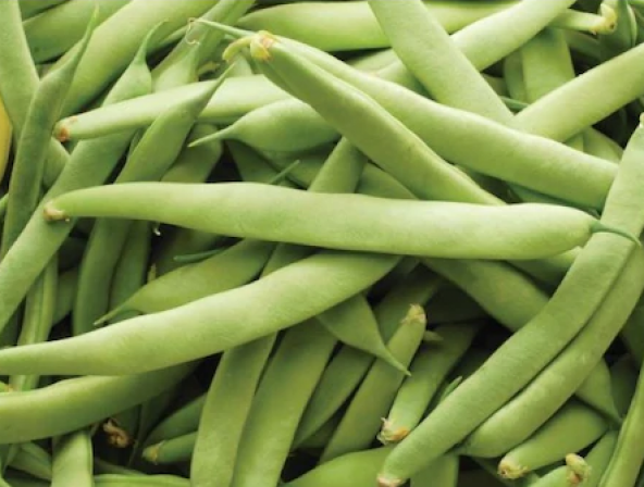 Eko Paket 250 Adet Tohum Sarıkız Fasulye Tohumu Sarı Kız Fasülyesi - 2