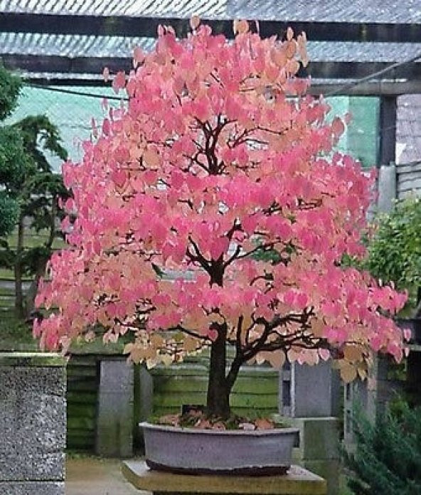 Bodur Katsura Bonzai Ağacı Tohumu 5 Adet Tohum Bonsai Ağacı Tohumu