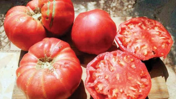 Eko Paket 100 Adet Tohum Meşhur Ankara Ayaş Domates Tohumu - 3