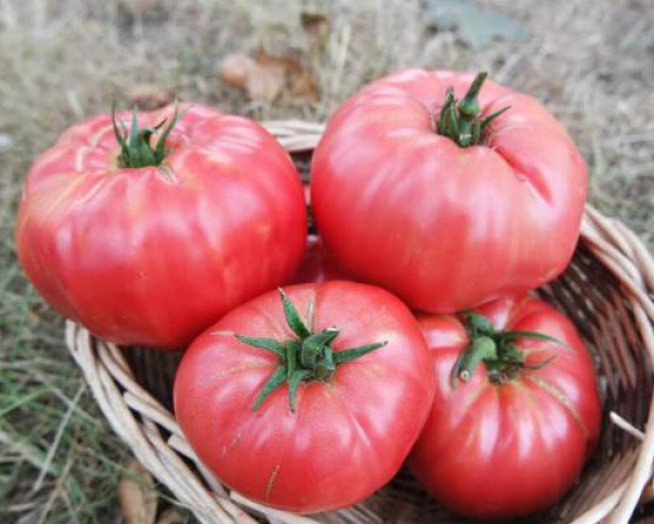 Eko Paket 150 Adet Tohum İthal Pembe Domates Tohumu İri Cins Bulgar Domatesi - 3