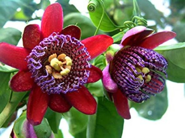 Nadir İthal Passiflora Tohumu 3 Adet Tohum Quadrangularis Pasiflora Tohumu