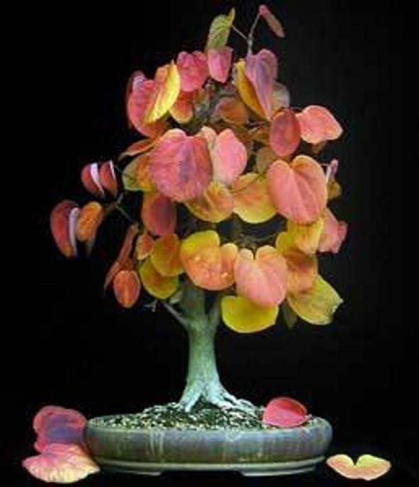 Bodur Katsura Bonzai Ağacı Tohumu 5 Adet Tohum Bonsai Ağacı Tohumu - 2