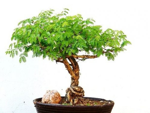Bodur Gümüş Akasya Bonzai Ağacı Tohumu 5 Adet Tohum Bonsai Ağacı Tohumu - 2