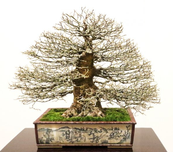 Bodur Enkianthus Bonzai Ağacı Tohumu 5 Adet Tohum Bonsai Ağacı Tohumu