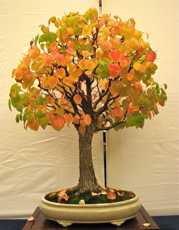 Bodur Katsura Bonzai Ağacı Tohumu 5 Adet Tohum Bonsai Ağacı Tohumu - 3