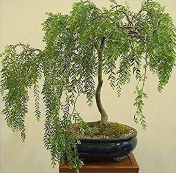 Bodur Gümüş Akasya Bonzai Ağacı Tohumu 5 Adet Tohum Bonsai Ağacı Tohumu - 3