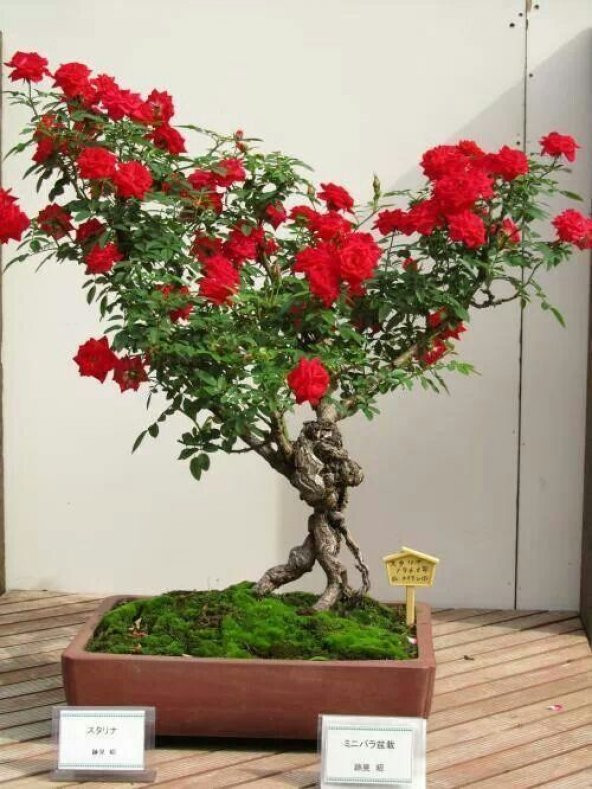 Bodur Kırmızı Gül Bonzai Ağacı Tohumu 5 Adet Tohum Bonsai Ağacı Tohumu - Resim 2