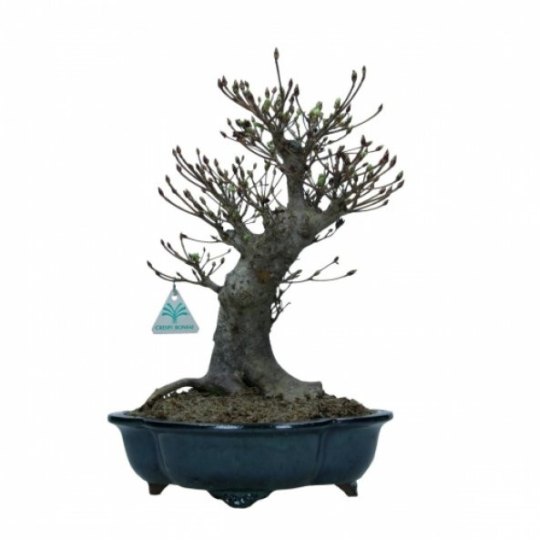 Bodur Enkianthus Bonzai Ağacı Tohumu 5 Adet Tohum Bonsai Ağacı Tohumu - 3