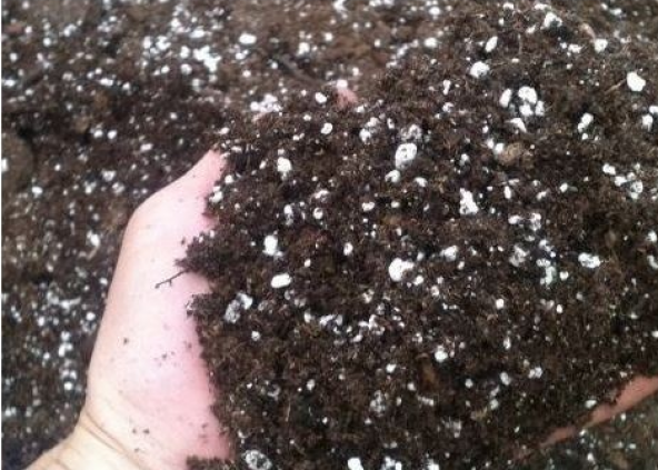 Bodur Enkianthus Bonzai Ağacı Ekim Seti 5 Adet Tohum Saksı Toprak Kombin - 4