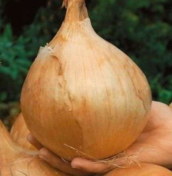 Nadir İthal Dev İngiltere Soğan Tohumu 25 Adet Tohum