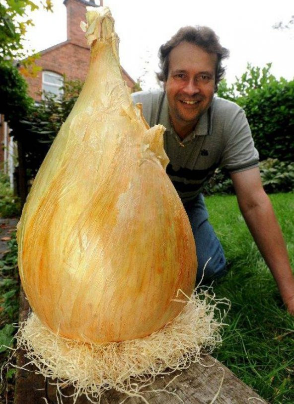 Nadir İthal Dev İngiltere Soğan Tohumu 25 Adet Tohum - 3