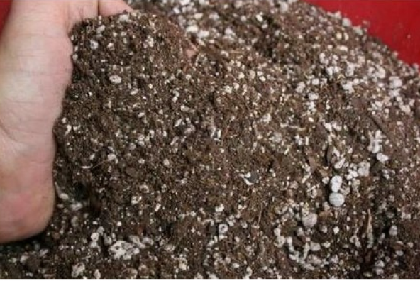 Bodur Pembe Gül Bonzai Ağacı Ekim Seti 5 Adet Tohum Saksı Toprak Kombin - Resim 5