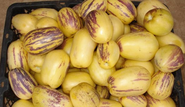 Nadir İthal Pepino Tohumu 5 Adet Tohum Pepino Meyvesi Tohumu - 2