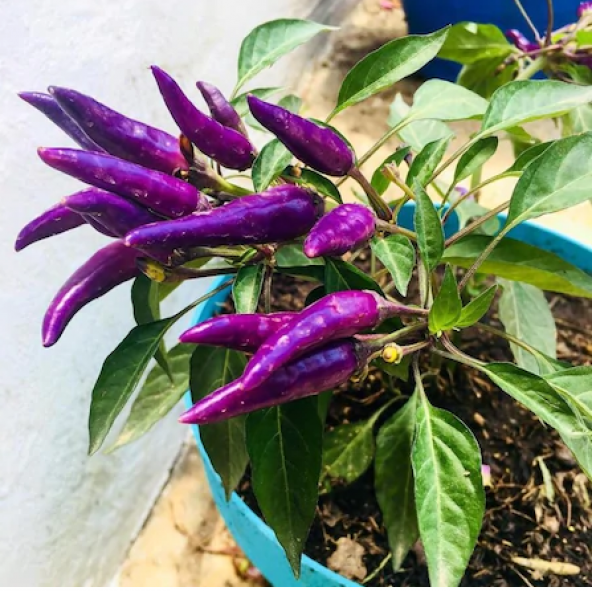 Nadir İthal Mor Acı Süs Biberi Tohumu 5 Adet Tohum Biber Tohumu - 3