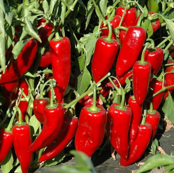 Tatlı Kırmızı Kapya Biberi Tohumu 20 Adet Tohum Kapya Biber Tohumu - 2