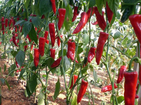 Acı Kırmızı Kapya Biberi Tohumu 20 Adet Tohum Kapya Biber Tohumu - 3
