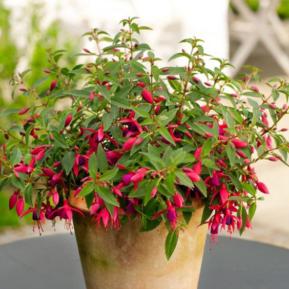 Kırmızı Küpeli Çiçeği Tohumu 5 Adet Tohum Çiçek Tohumu