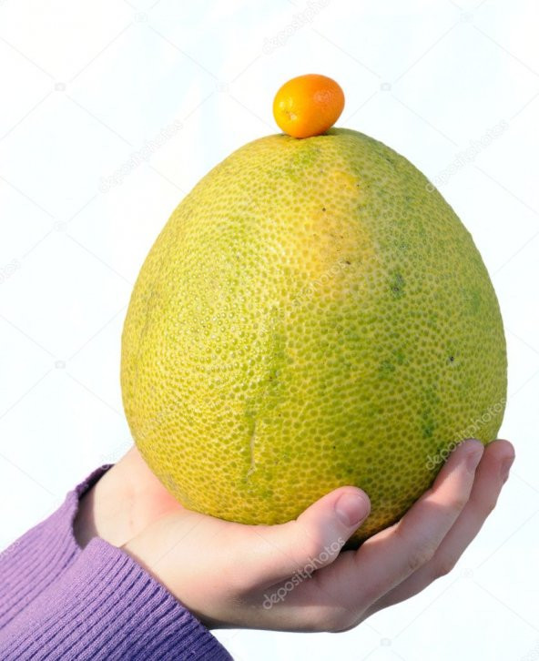 İthal Nadir Dev Pamelo Meyvesi Tohumu 3 Adet Tohum - 2