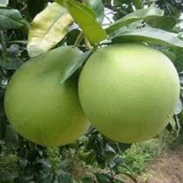 İthal Nadir Dev Pamelo Meyvesi Tohumu 3 Adet Tohum - 3