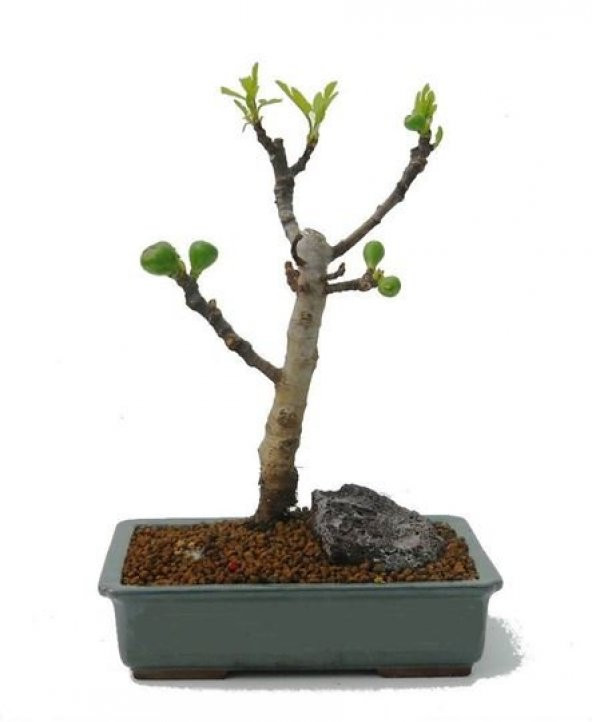 Bodur Siyah İncir Bonzai Ağacı Tohumu 5 Adet Tohum Bonsai Ağacı Tohumu