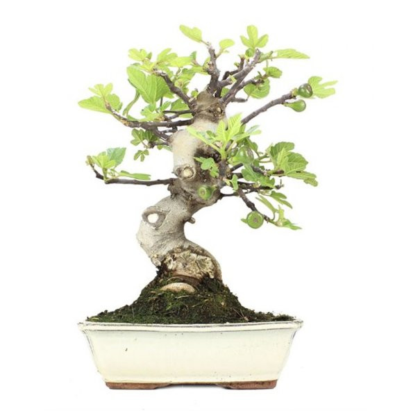 Bodur Siyah İncir Bonzai Ağacı Tohumu 5 Adet Tohum Bonsai Ağacı Tohumu - 3