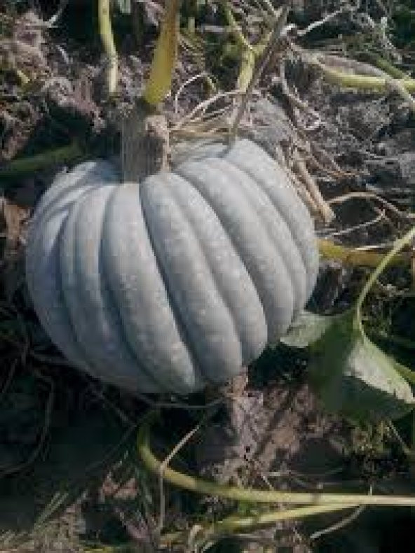 Meşhur Kestane Kabağı Tohumu 5 Adet Tohum Bal Kabak Tohumu - 3