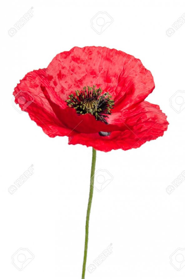 Kırmızı Gelincik Çiçeği Tohumu 25 Adet Tohum Çiçek Tohumu