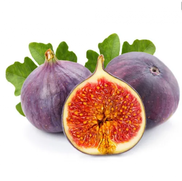 Bodur Siyah İncir Bonzai Ağacı Tohumu 5 Adet Tohum Bonsai Ağacı Tohumu - 4