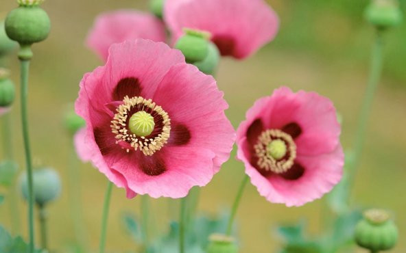 Pembe Gelincik Çiçeği Tohumu 25 Adet Tohum Çiçek Tohumu - 2