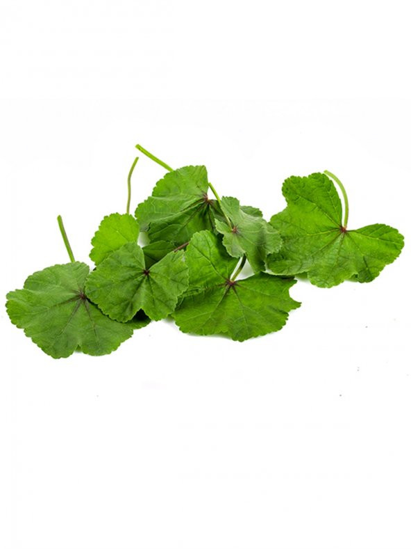 Ebegömeci Tohumu 10 Adet Tohum Ebe Gömeci - 3