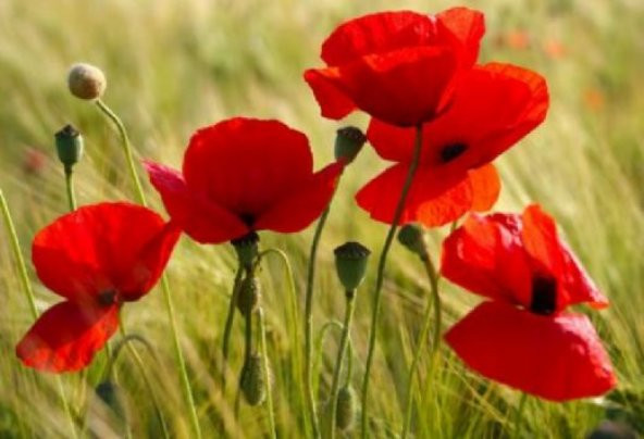 Kırmızı Gelincik Çiçeği Tohumu 25 Adet Tohum Çiçek Tohumu - 3