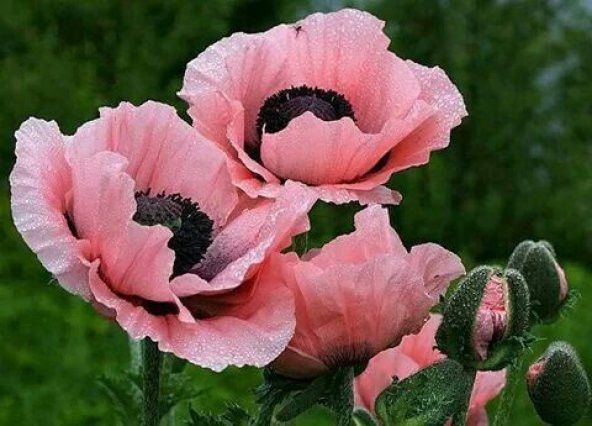 Pembe Gelincik Çiçeği Tohumu 25 Adet Tohum Çiçek Tohumu - 3