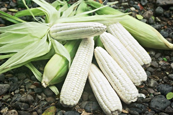 Nadir İthal Waxy Corn Mumlu Beyaz Mısır Tohumu 3 Adet Tohum