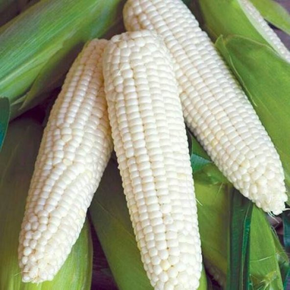 Nadir İthal Waxy Corn Mumlu Beyaz Mısır Tohumu 3 Adet Tohum - 2