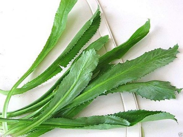 İthal Nadir Çin Kişniş Tohumu 25 Adet Tohum Foerid Eryngium